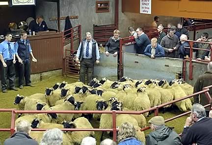 Border Ewe Sale